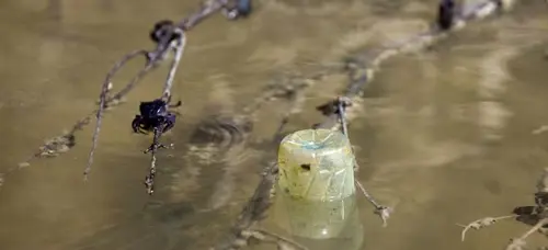 Plastic bottle floating in murky water