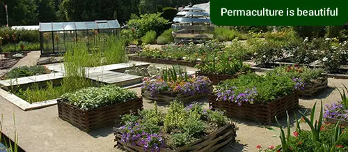 Permaculture garden with raised flower beds and greenhouse.