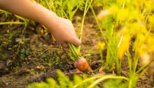 ¿Qué es la permacultura? Definición sencilla y guía práctica para empezar