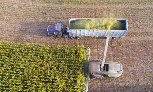 Aerial view of corn harvesting in progress.