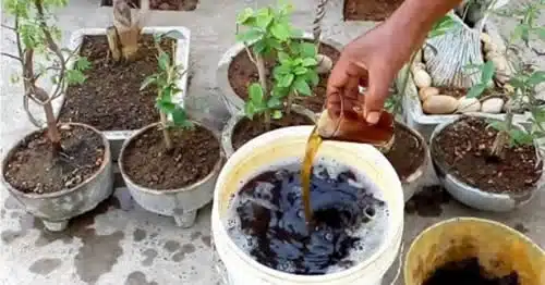 Pouring homemade organic fertilizer for plants.